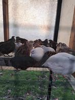 Mannelijke Japanse kwartels, Dieren en Toebehoren, Vogels | Overige Vogels