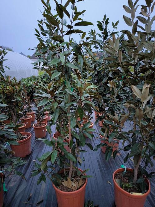 Magnolia grandiflora tulpenboom, Tuin en Terras, Planten | Bomen, Overige soorten, 100 tot 250 cm, Halfschaduw, Zomer, In pot