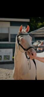 Cremello top merrie te koop!, Hengst, Ontwormd