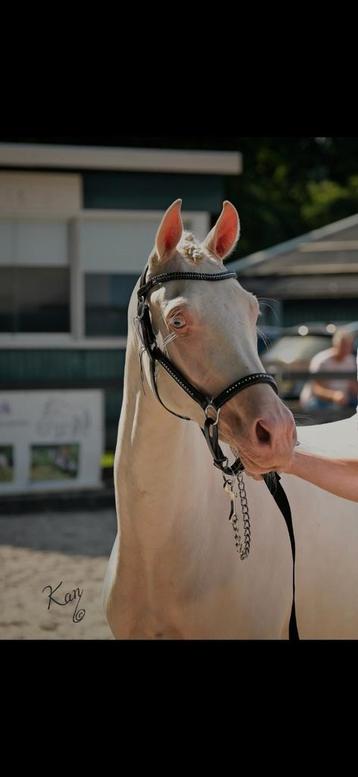 Cremello top merrie te koop! beschikbaar voor biedingen