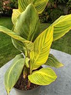 Canna Pretoria, Tuin en Terras, Ophalen