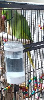 Groene halsband, Dieren en Toebehoren, Vogels | Parkieten en Papegaaien