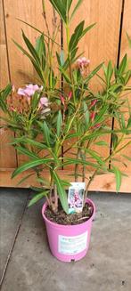 Nerium Oleanders aan super kortingen !, Ophalen
