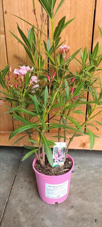 Nerium Oleanders aan super kortingen !  beschikbaar voor biedingen