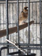 Bloemputter man 2023, Dieren en Toebehoren, Mannelijk, Wildzangvogel, Geringd