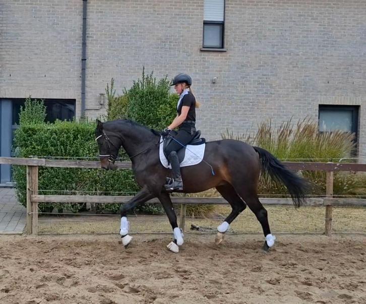 Leuk dressuurpaard te koop!, Dieren en Toebehoren, Paarden, Ruin, L, 170 tot 175 cm, 3 tot 6 jaar, Dressuurpaard, Met stamboom