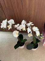 Neppe orchideeën, Enlèvement ou Envoi