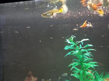 KLeine guppies beschikbaar voor biedingen