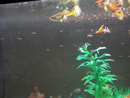 KLeine guppies, Dieren en Toebehoren, Vissen | Aquariumvissen, Zoetwatervis, Vis