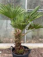 Trachycarpus Wagnerianus, Ophalen, Palmboom