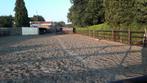 Stal vrij te Ranst (prive), Dieren en Toebehoren, Weidegang, 1 paard of pony