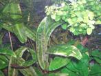Yellow backline garnalen, Dieren en Toebehoren, Vissen | Aquariumvissen