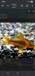 Corydoras goldline, Dieren en Toebehoren, Vissen | Aquariumvissen