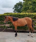 D pony merrie, Dieren en Toebehoren, Paarden, Merrie