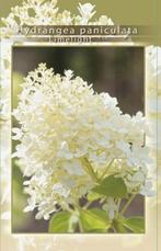 Hortensia limelight, Tuin en Terras, Ophalen of Verzenden