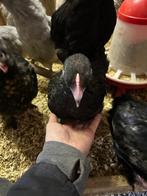 Marans kuikens, Dieren en Toebehoren, Pluimvee, Kip