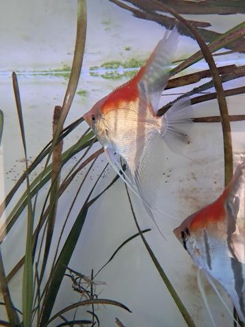 RED MANACUPURU TE KOOP !! beschikbaar voor biedingen
