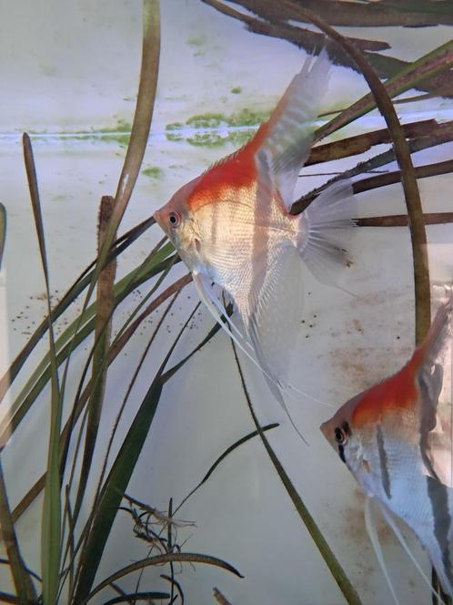 RED MANACUPURU TE KOOP !!, Dieren en Toebehoren, Vissen | Aquariumvissen, Zoetwatervis