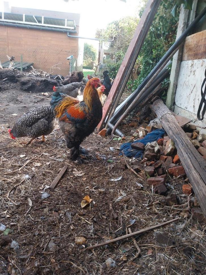 Brahma hanen, Animaux & Accessoires, Oiseaux | Oiseaux Autre, Mâle