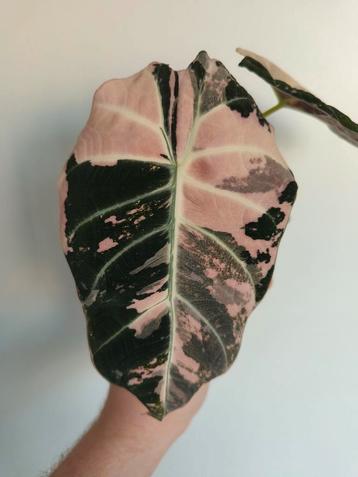 Black Velvet Pink Variegata, Huis en Inrichting, Ophalen