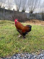 Coqs, Mâle, Poule ou poulet