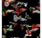 Guppy mix, Dieren en Toebehoren, Vissen | Aquariumvissen