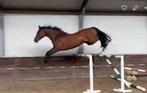 Zeer goed springpaard KWPN 4 jaar *veel sport in moederlijn*, Dieren en Toebehoren, Springpaard, Ruin, 3 tot 6 jaar, Onbeleerd