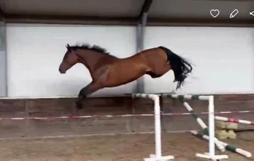 Zeer goed springpaard KWPN 4 jaar *veel sport in moederlijn* beschikbaar voor biedingen