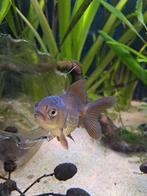 Baby oranda goudvis, Dieren en Toebehoren, Vissen | Aquariumvissen