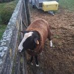 Zwartbles bok, Dieren en Toebehoren
