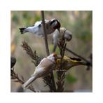 Chardonneret couple brunpastel, Animaux & Accessoires, Plusieurs animaux, Oiseau chanteur sauvage, Domestique