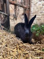 Reuzenkonijn manetje