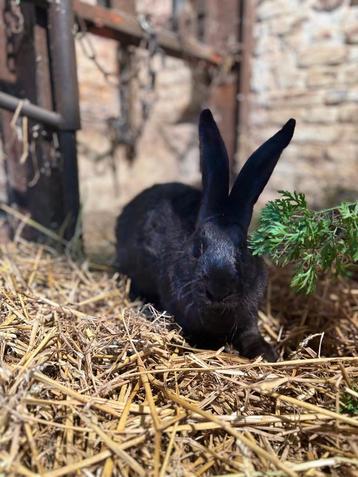 Reuzenkonijn manetje beschikbaar voor biedingen