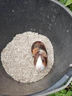 Baby caviatjes, Dieren en Toebehoren, Knaagdieren, Augustus, Mannelijk, Cavia
