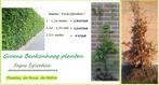 FORSE BEUKENHAAG (GROEN) , 1 - 1,25 meter : 2,6o€/stuk, Tuin en Terras, Ophalen, Lente, Vaste plant, Overige soorten