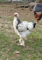 Brahma hanen, Dieren en Toebehoren, Pluimvee, Mannelijk, Kip