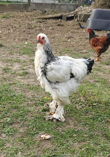 Brahma hanen beschikbaar voor biedingen
