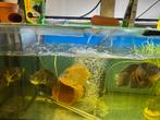 4 pauwoogcichliden te koop, Vis, Zoetwatervis
