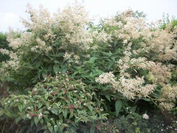 Persicaria Polymorpha beschikbaar voor biedingen