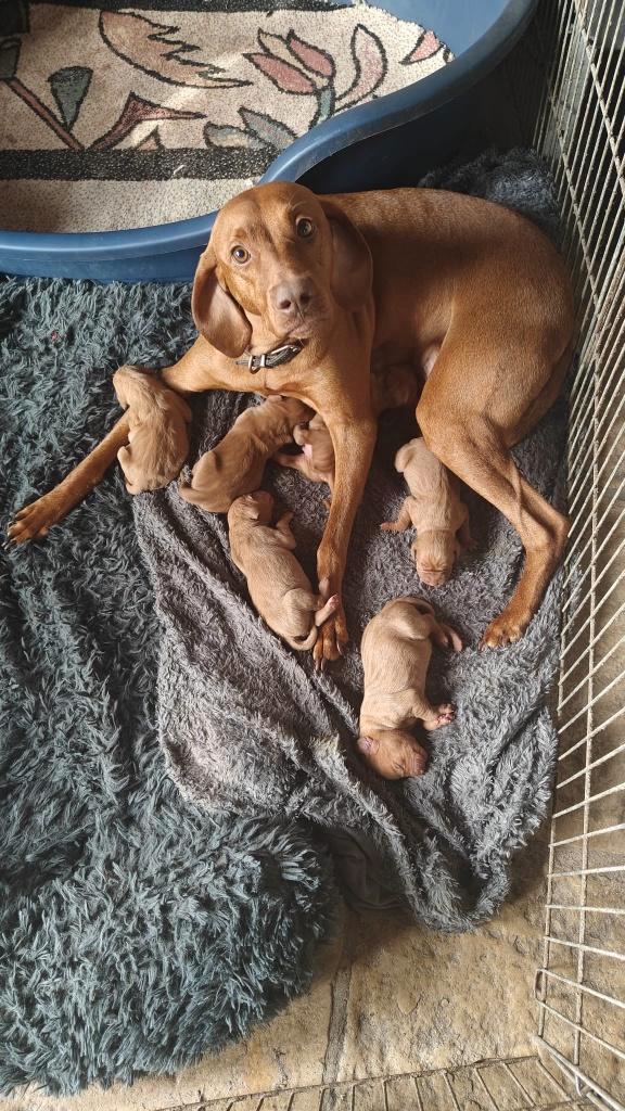 Cheveux lisses Vizsla Mayar puppy, Animaux & Accessoires, Chiens | Setters & Braques, Plusieurs animaux, Autres races, Particulier