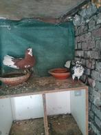 In zeer goede staat.