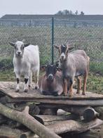 Mieke en haar 2 kleine geitjes van 1 jaar, Dieren en Toebehoren