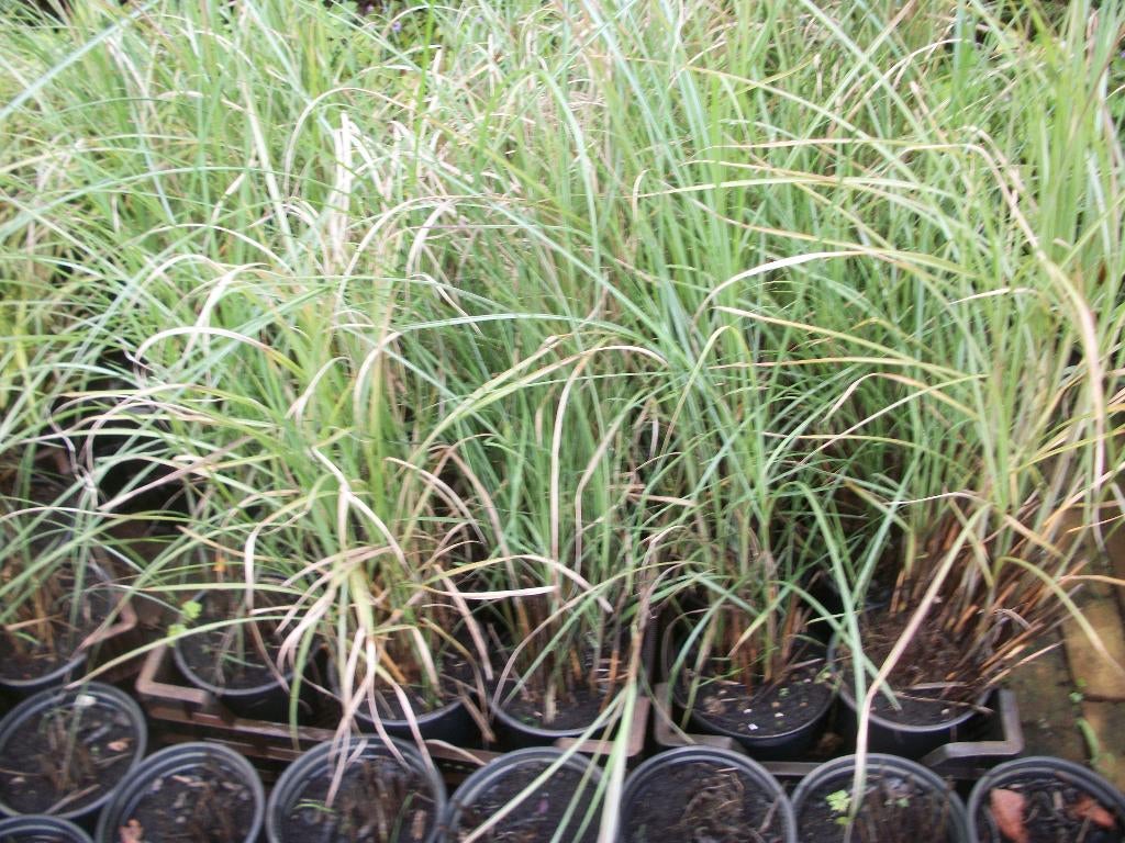 Miscanthus Gracillimus en andere grassen, Tuin en Terras, Planten | Tuinplanten, Ophalen, Volle zon, Vaste plant, Siergrassen