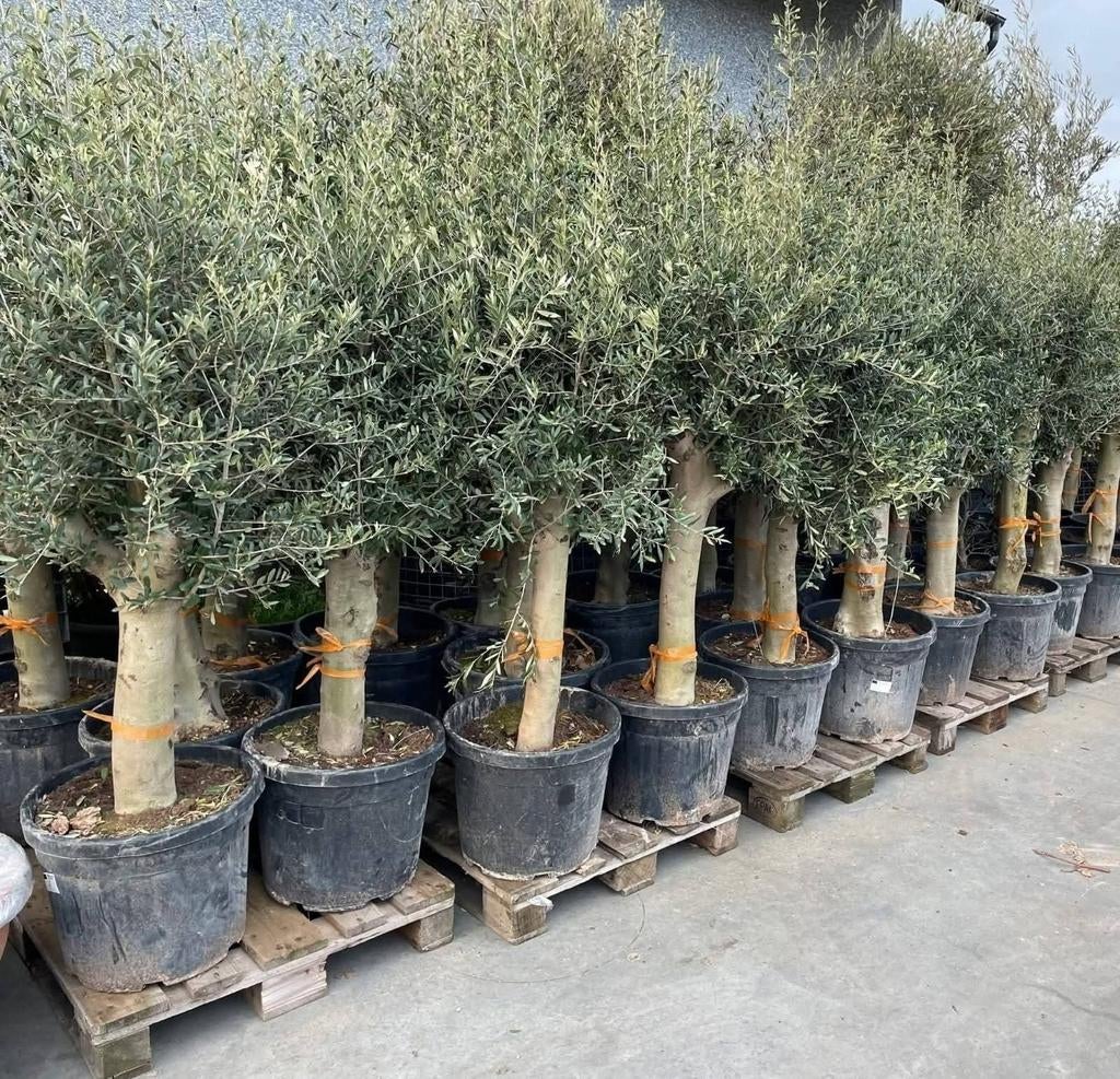 ‼️grote olijfbomen actie ‼️, Ophalen