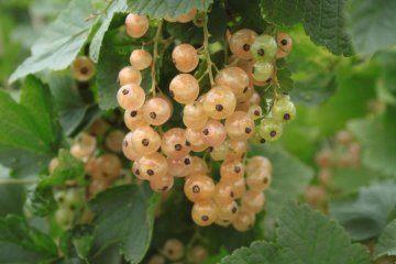 Witte aalbes-planten, Tuin en Terras, Planten | Fruitbomen, Overige soorten, Minder dan 100 cm, Halfschaduw, Zomer, In pot, Ophalen
