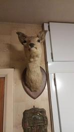 Opgezette koppen van ree, Enlèvement