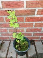 rode besjes, Ophalen, Volle zon, Vaste plant, Fruitplanten