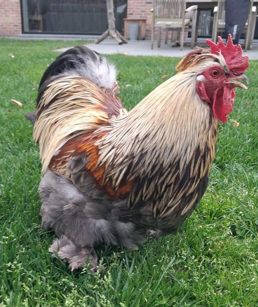 Haan, Dieren en Toebehoren, Pluimvee, Mannelijk, Kip