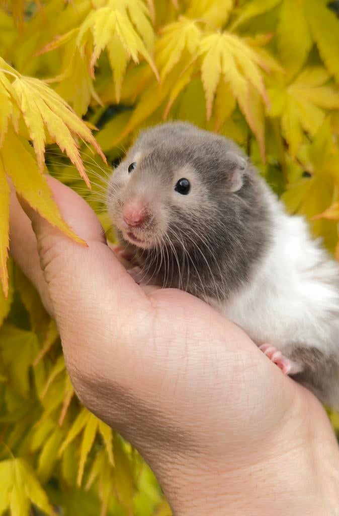 Hamster dore Hamster syrien à poil long, Animaux & Accessoires, Rongeurs, Hamster, Février, Domestique, Femelle