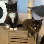 Maine Coon kittentjes beschikbaar, Dieren en Toebehoren, Meerdere dieren, Met stamboom, 0 tot 2 jaar